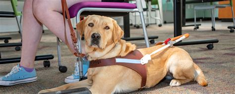 guide dog foundation class lectures